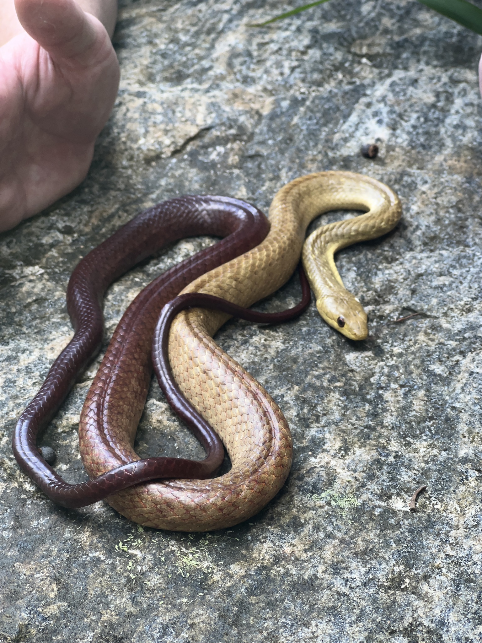 Perinet Night Snake photo 6