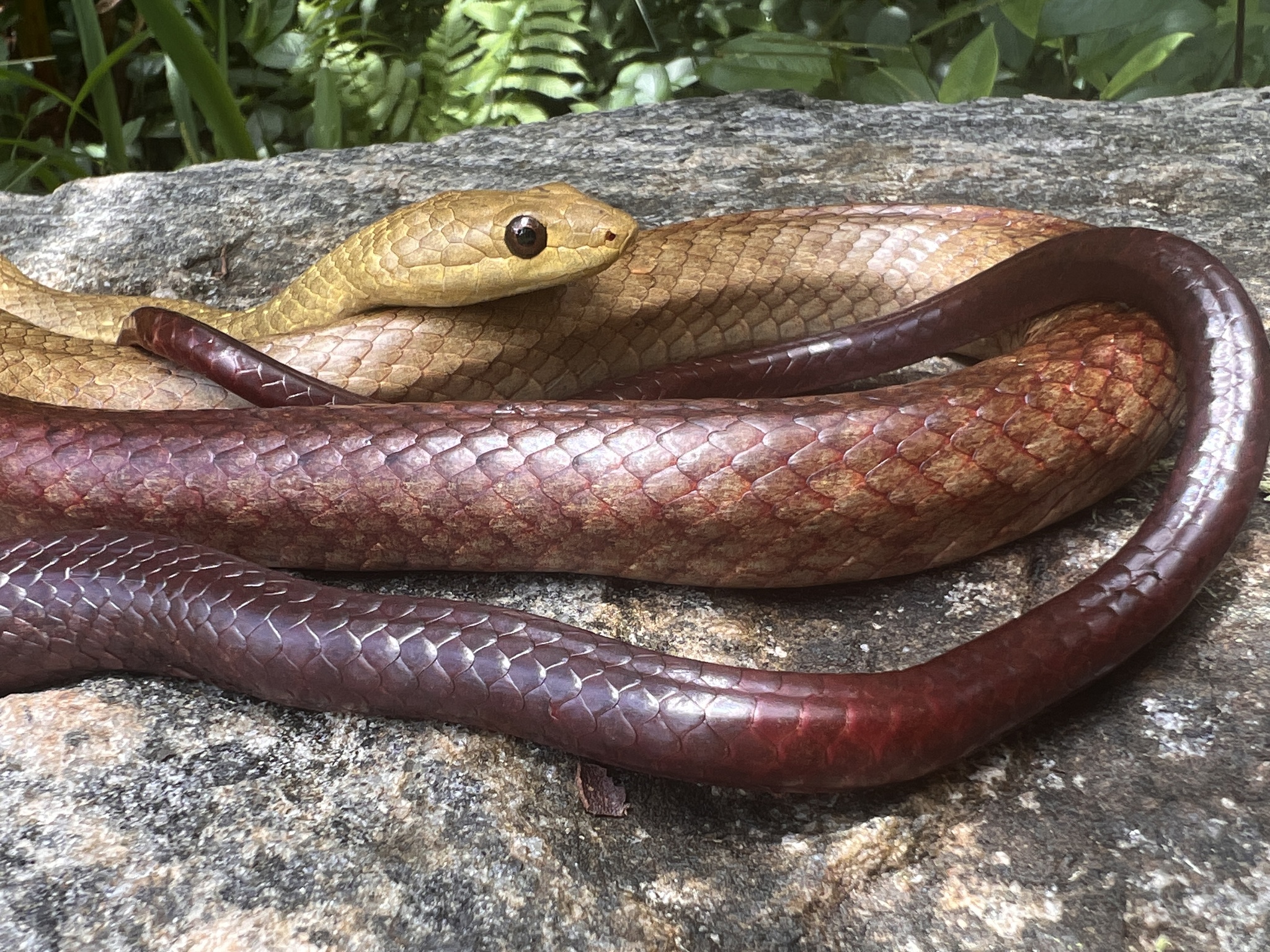 Perinet Night Snake photo 7