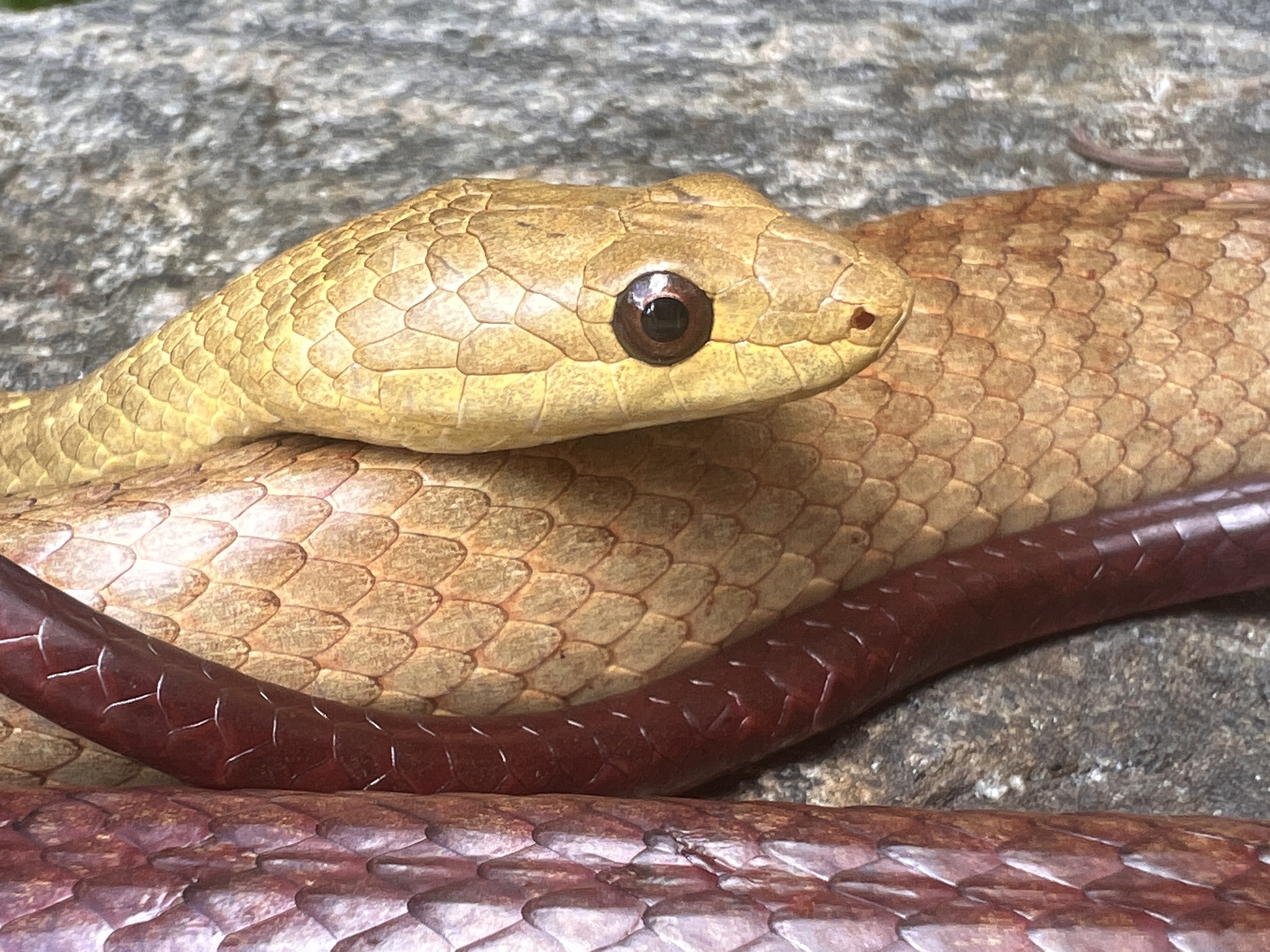 Perinet Night Snake photo 8
