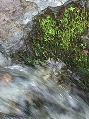 Scleropodium obtusifolium