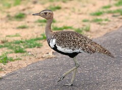 Red-Crested Korhaan photo 3
