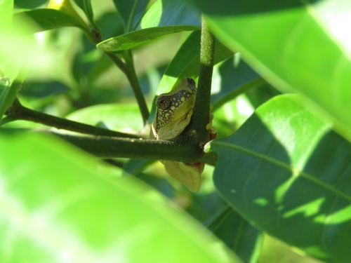 Two-spotted Treefrog, Dendropsophus bipunctatus