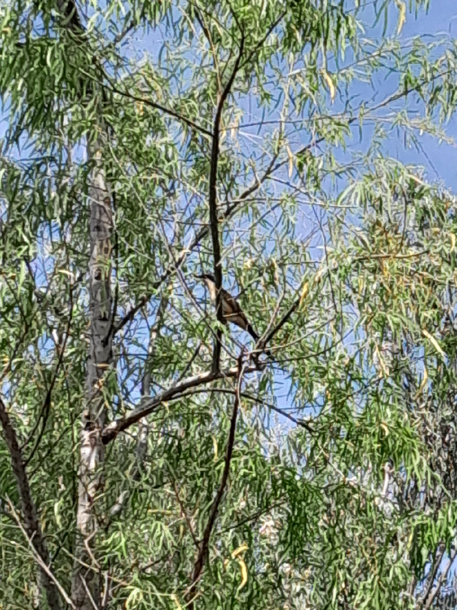 Dark-billed Cuckoo (Coccyzus melacoryphus), photo 2