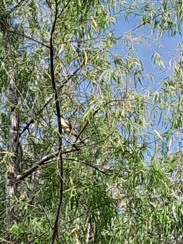 Dark-billed Cuckoo (Coccyzus melacoryphus), photo 3