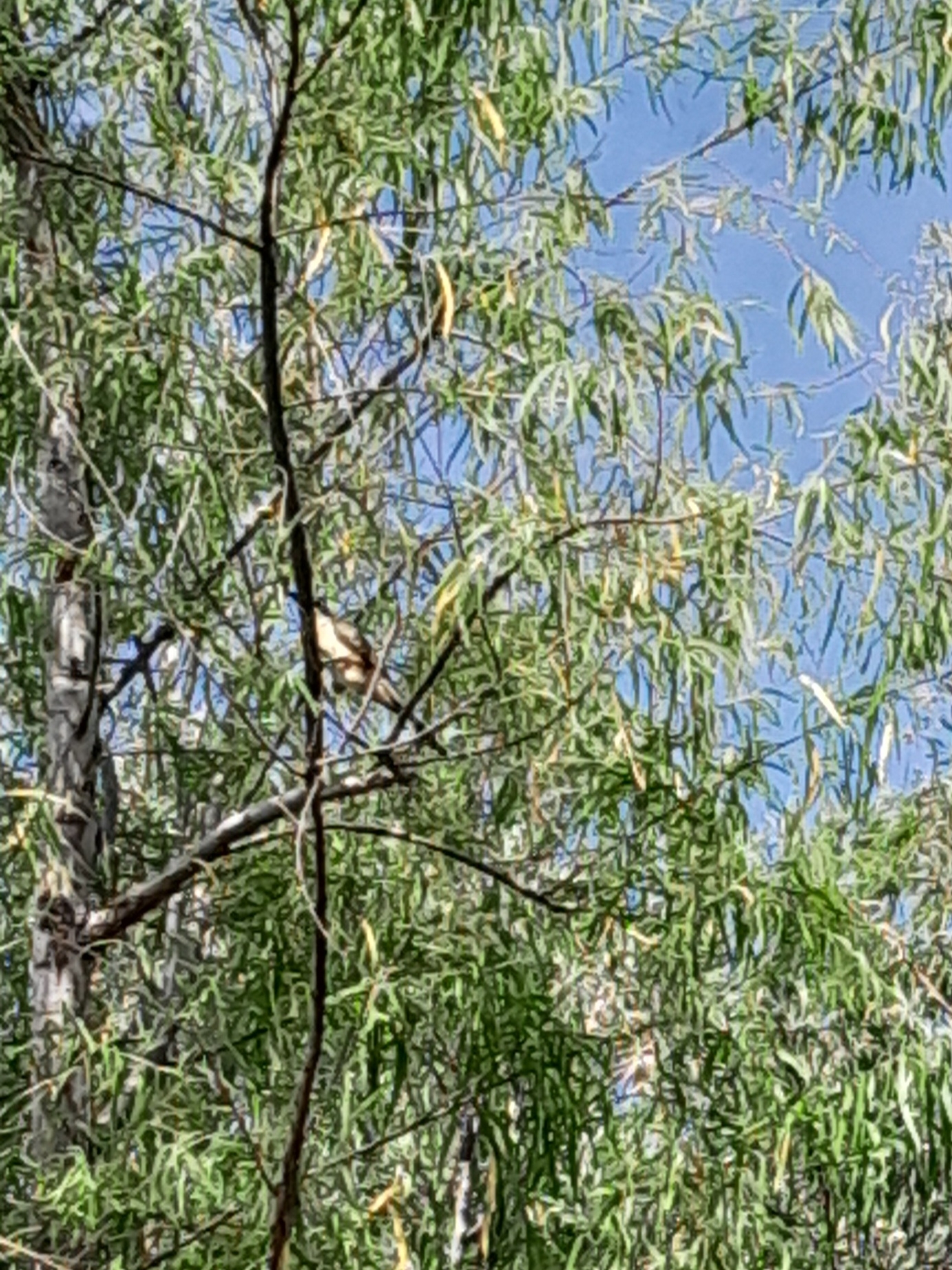 Dark-billed Cuckoo (Coccyzus melacoryphus), photo 3