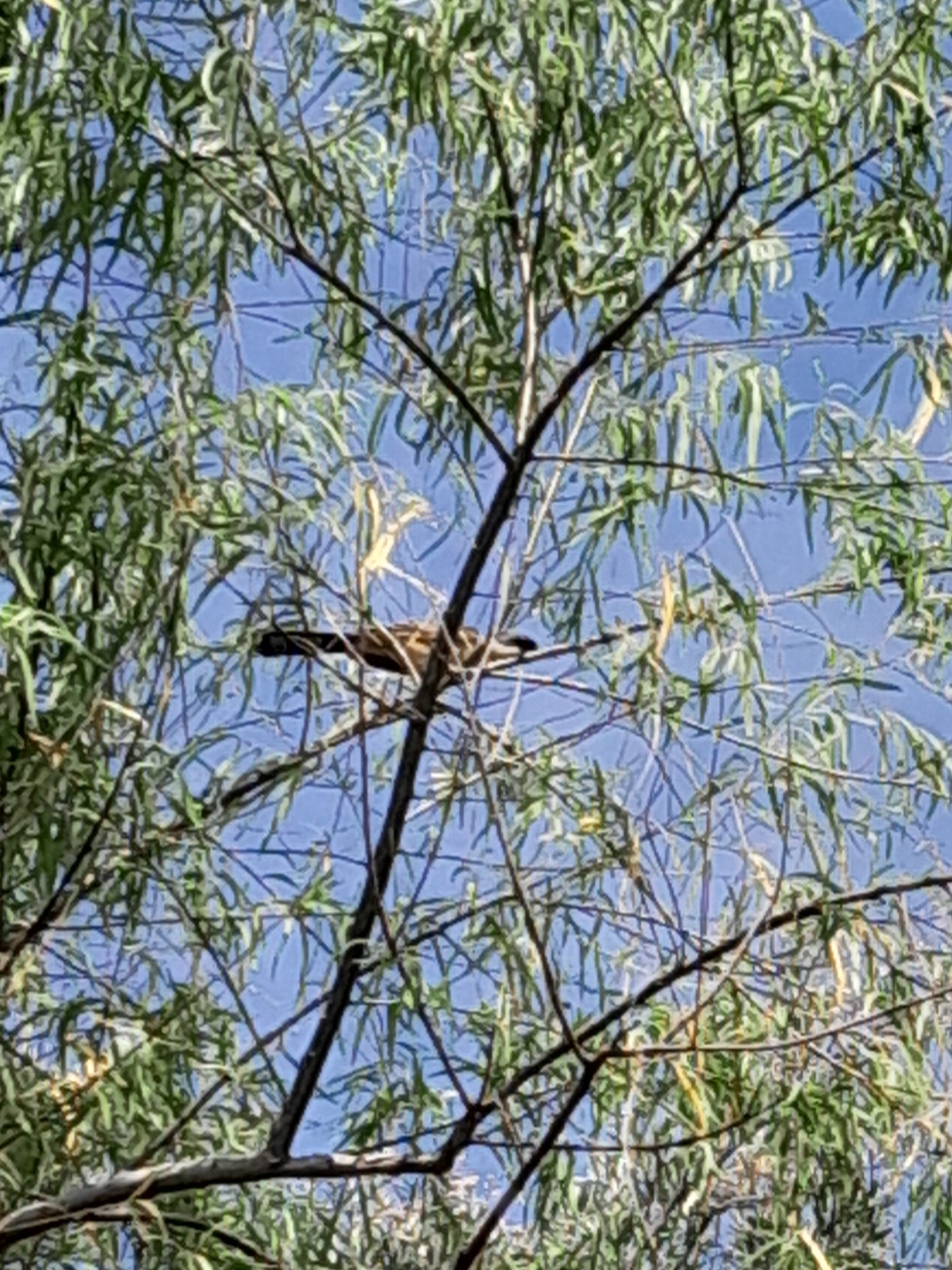 Dark-billed Cuckoo (Coccyzus melacoryphus), photo 4