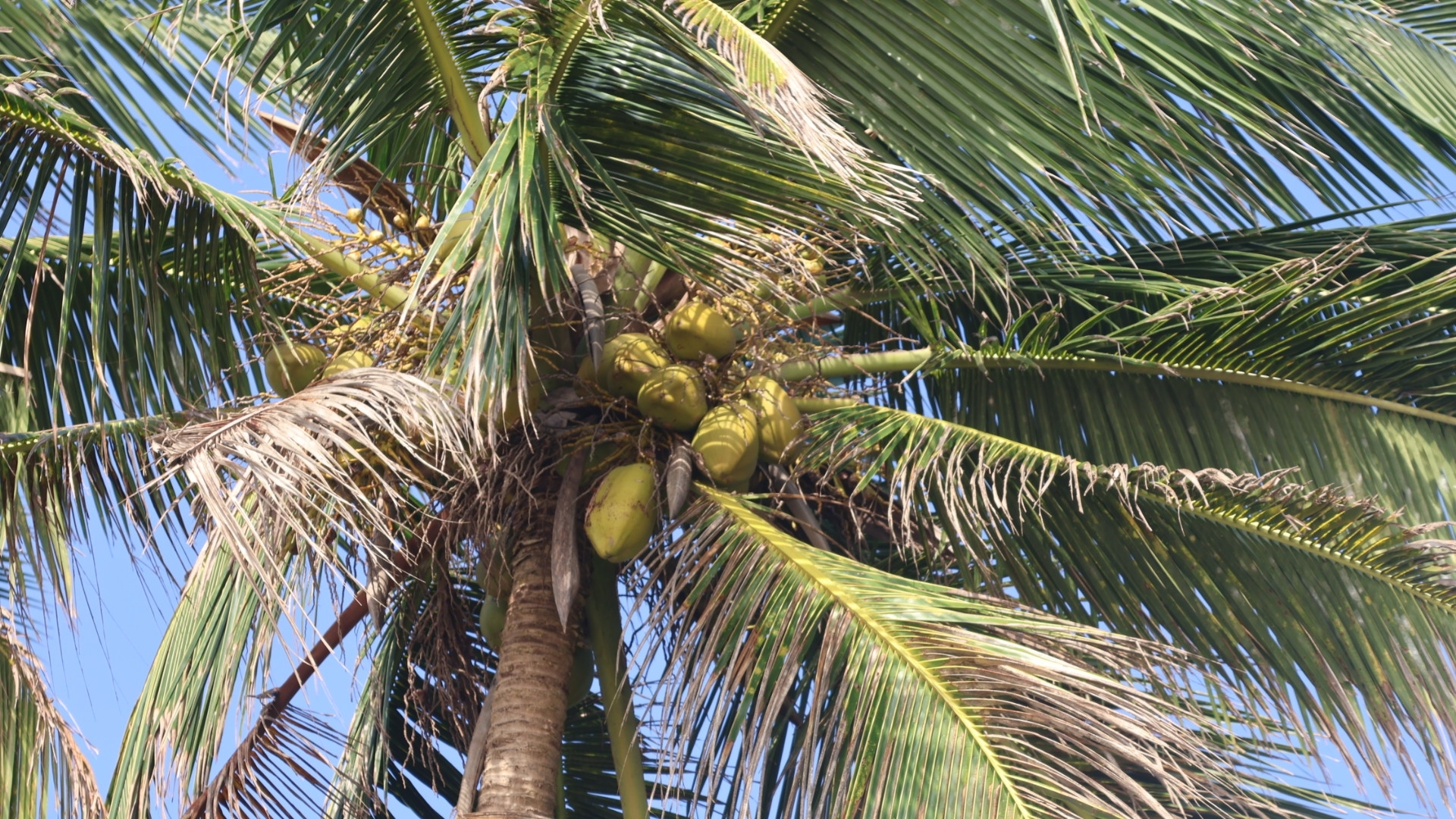 Foto de Cocos nucifera L.