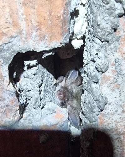 Grey Long-eared Bat, Steiermark, AT, photo 9 of 10