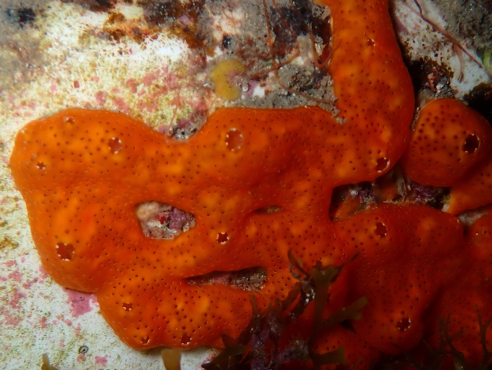 Polysyncraton lacazei (Giard, 1872)