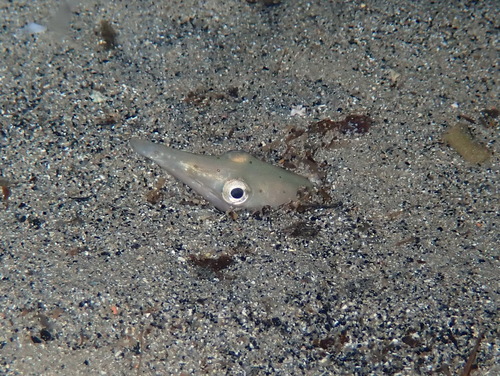 Serpent eel (Ophisurus serpens) — Ophichthidae — 4