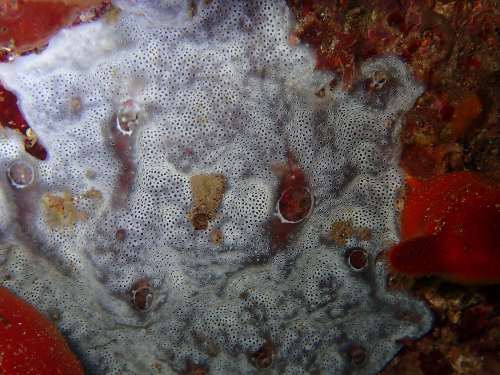 Diplosoma spongiforme (Giard, 1872)