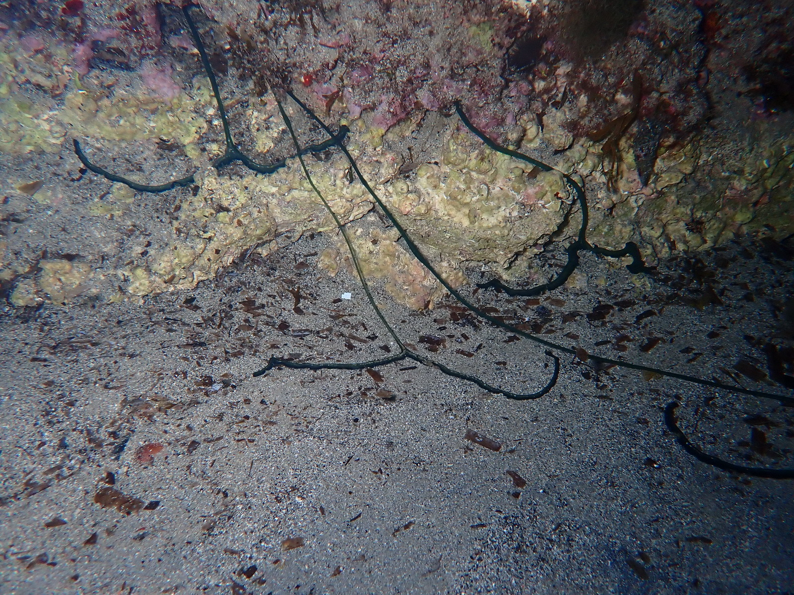 Bonellia viridis Rolando, 1822