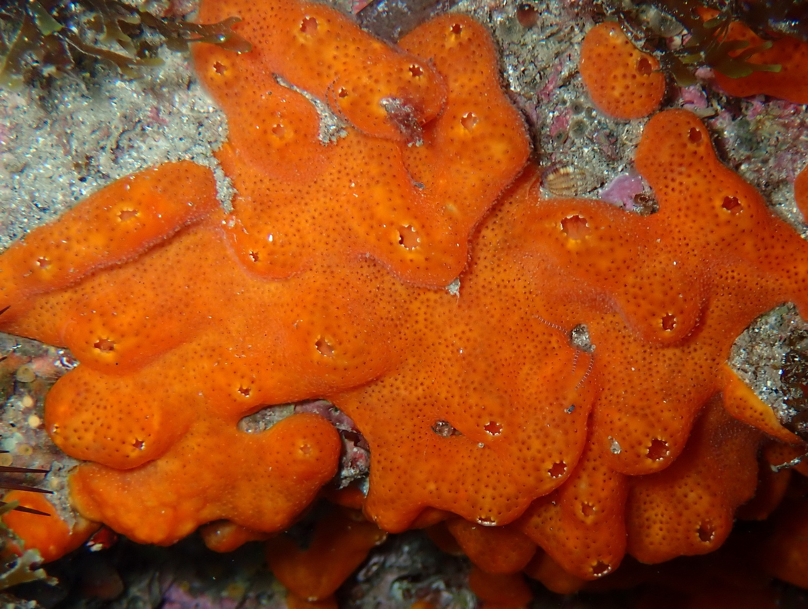 Polysyncraton lacazei (Giard, 1872)