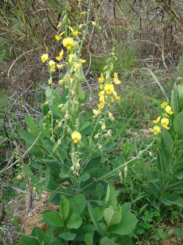 showy rattlebox (Crotalaria spectabilis)