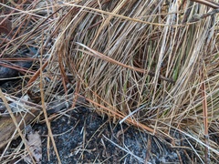 Aristida stricta