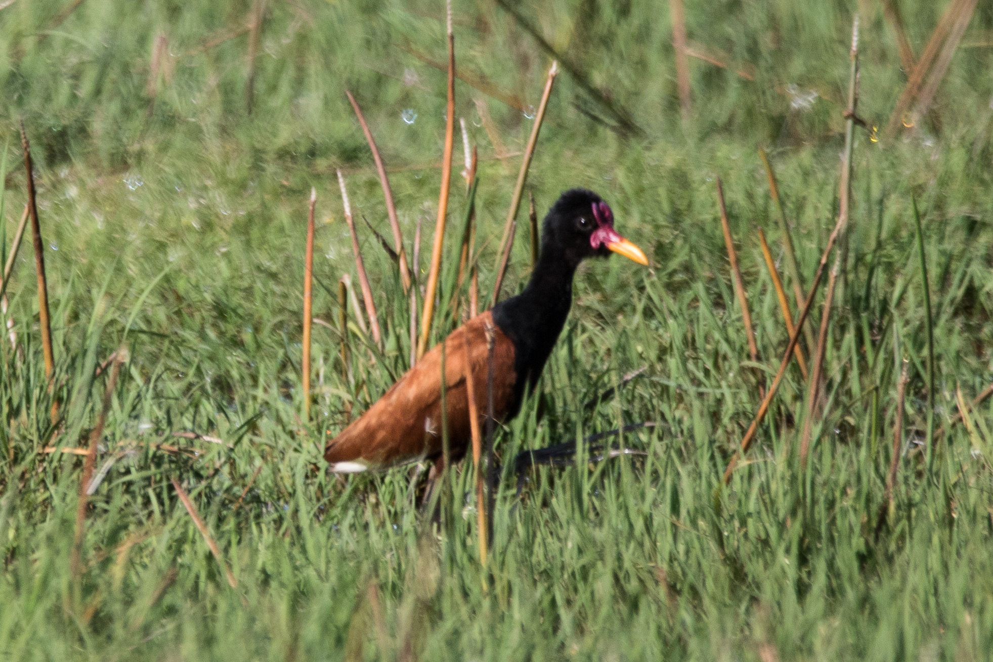 Wattled Jacana (Jacana jacana), photo 4