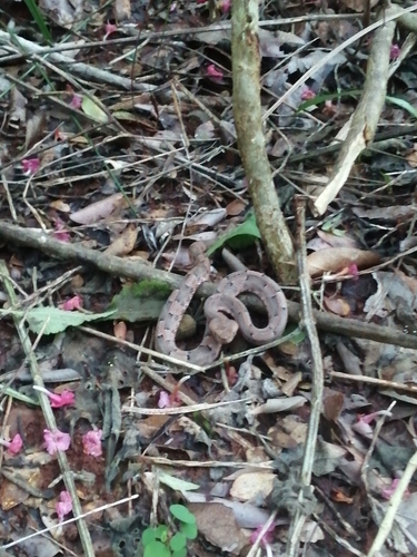 Photo of a Yucatán Hognose Viper (Porthidium yucatanicum)