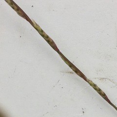 Tripogonella loliiformis