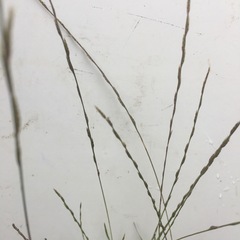 Tripogonella loliiformis