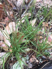 Tripogonella loliiformis