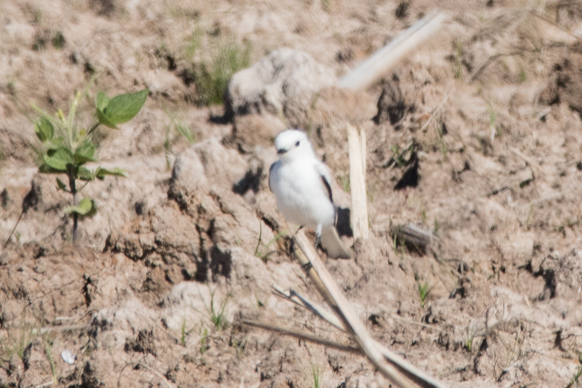 White Monjita (Xolmis irupero), photo 6