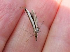 Orocrambus flexuosellus