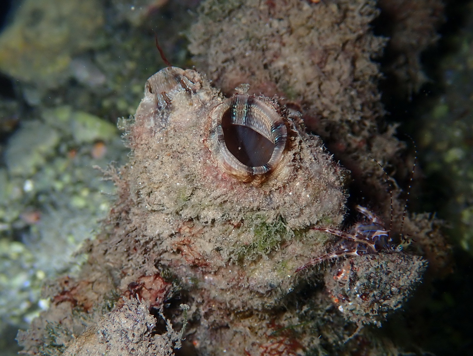 Styela plicata (Lesueur, 1823)
