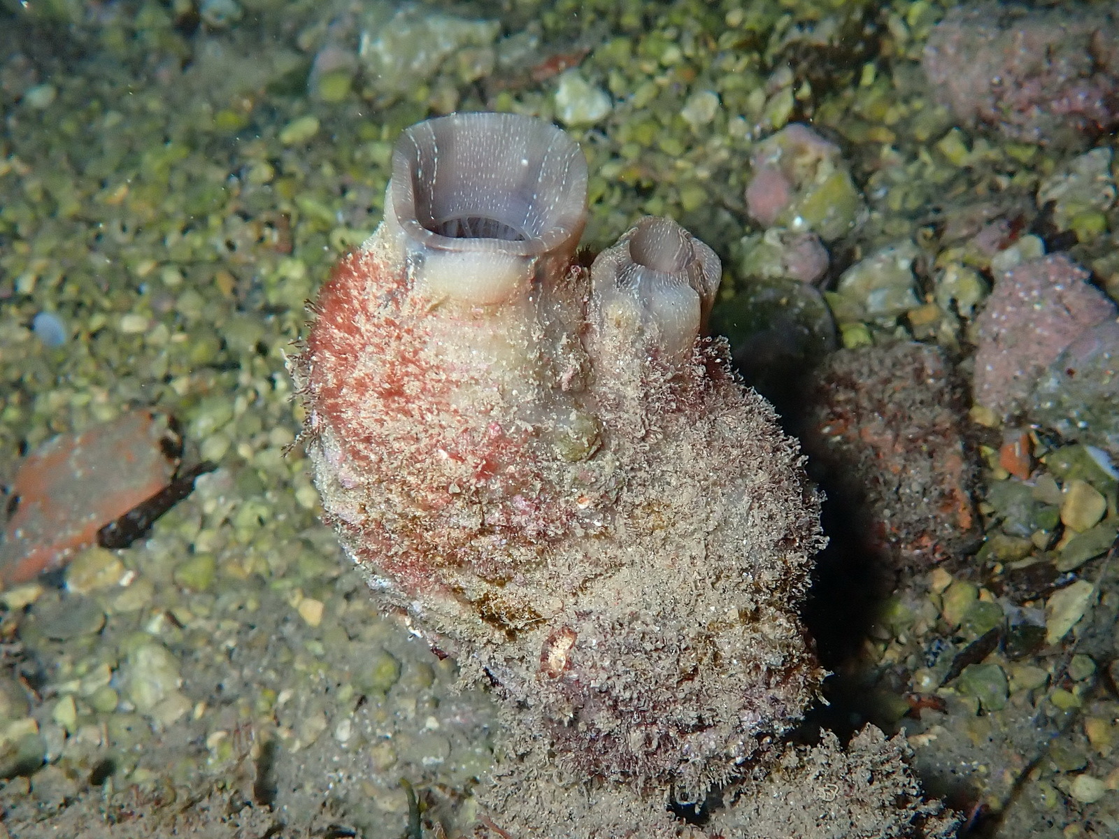 Styela plicata (Lesueur, 1823)