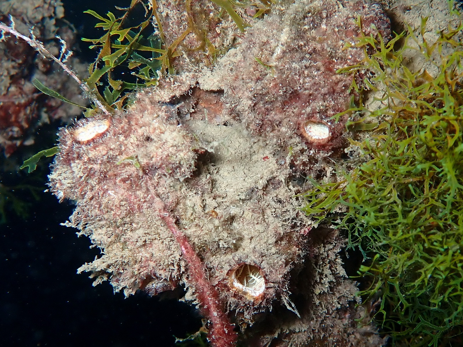Microcosmus squamiger Michaelsen, 1927