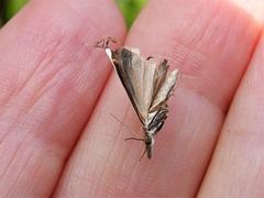Orocrambus flexuosellus