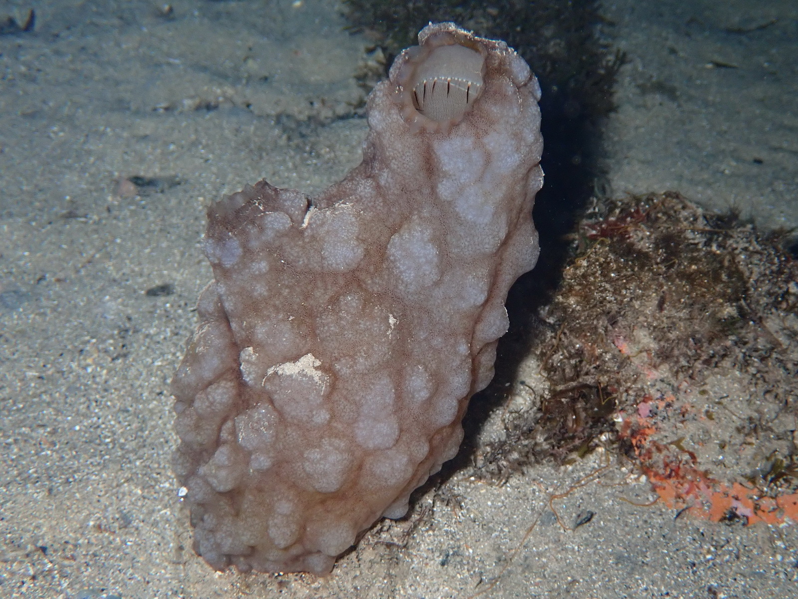 Phallusia mammillata (Cuvier, 1815)