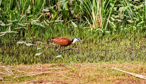 iNaturalist: (c) gerardvd, some rights reserved (CC BY-NC), uploaded by gerardvd iNaturalist image