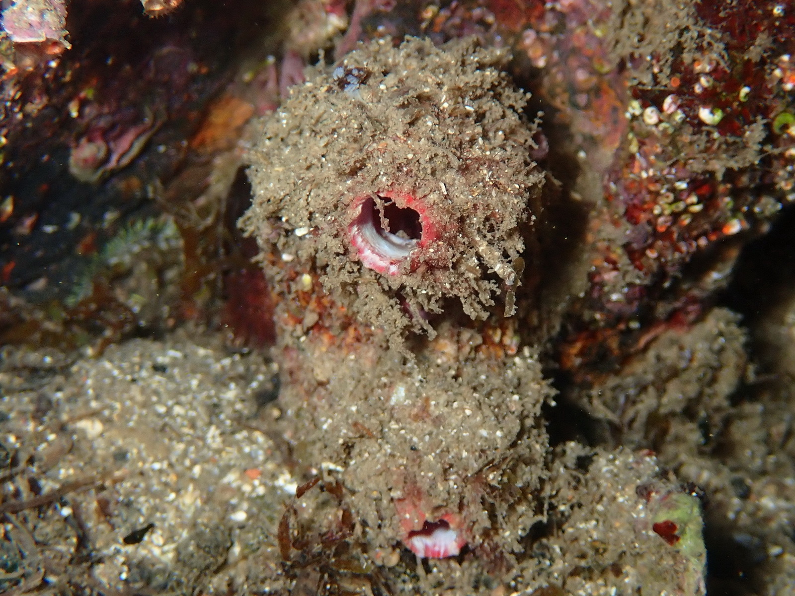 Pyura dura (Heller, 1877)