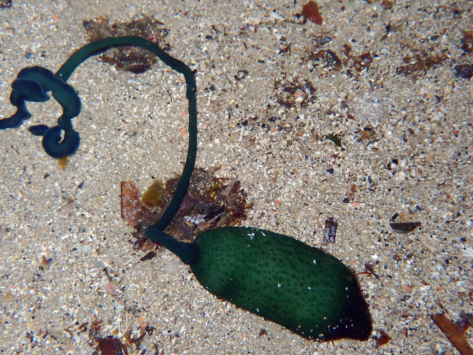 Bonellia viridis Rolando, 1822