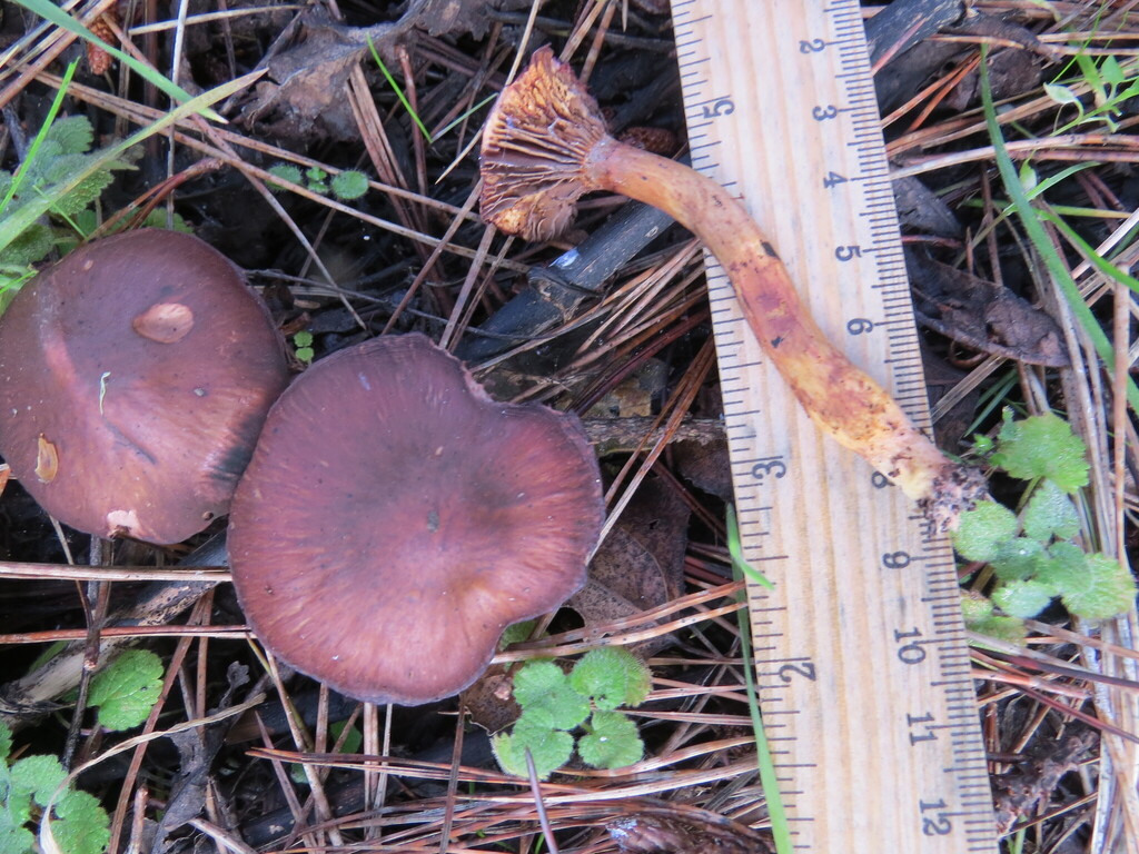 Chroogomphus vinicolor · January 2026 · photo: © garth_harwood (iNaturalist, cc-by)