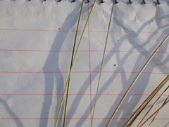 Aristida stricta