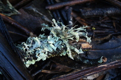 Ramalina glaucescens