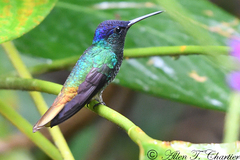 Chrysuronia oenone