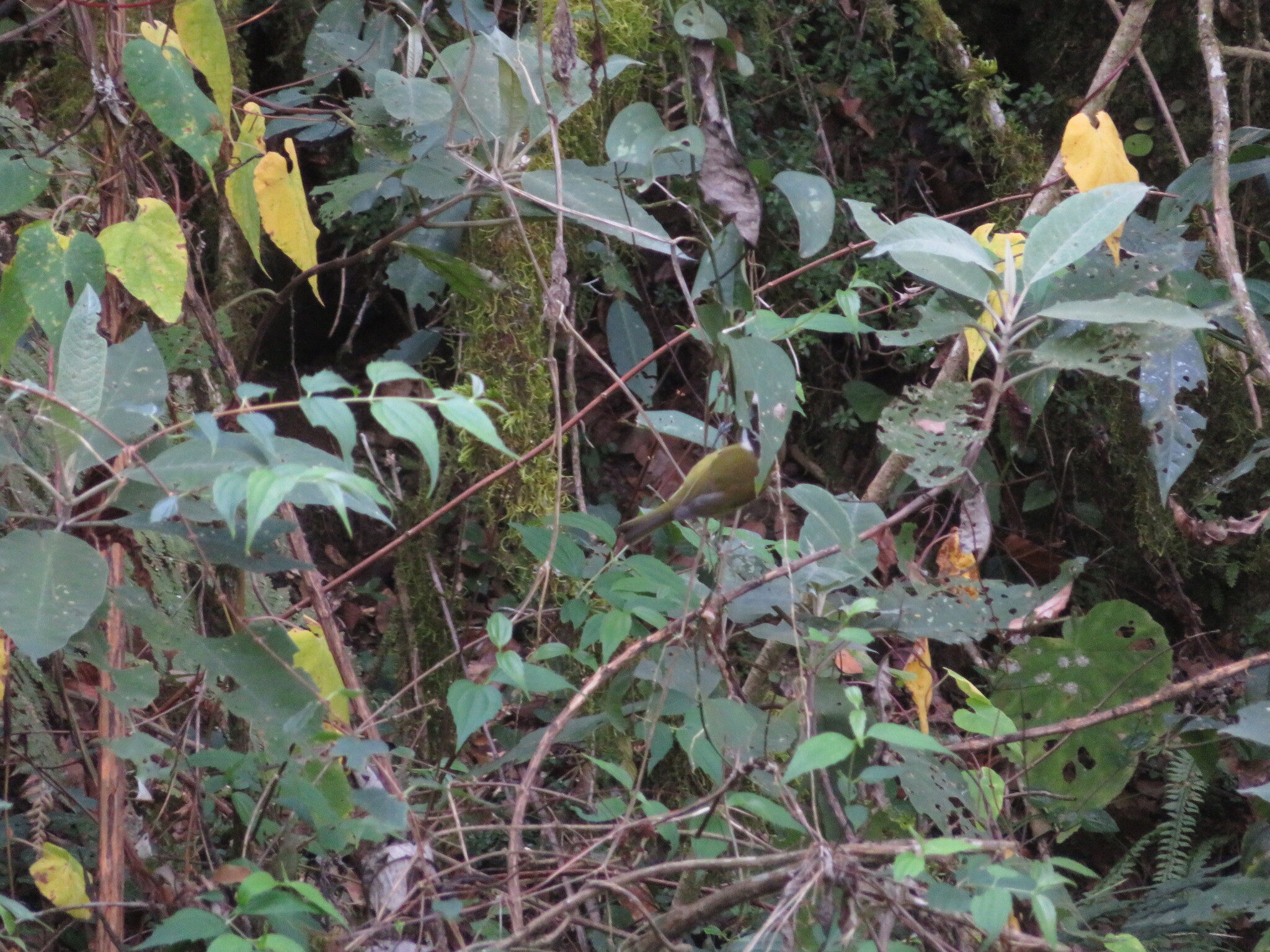 Common Chlorospingus (Chlorospingus flavopectus), photo 4
