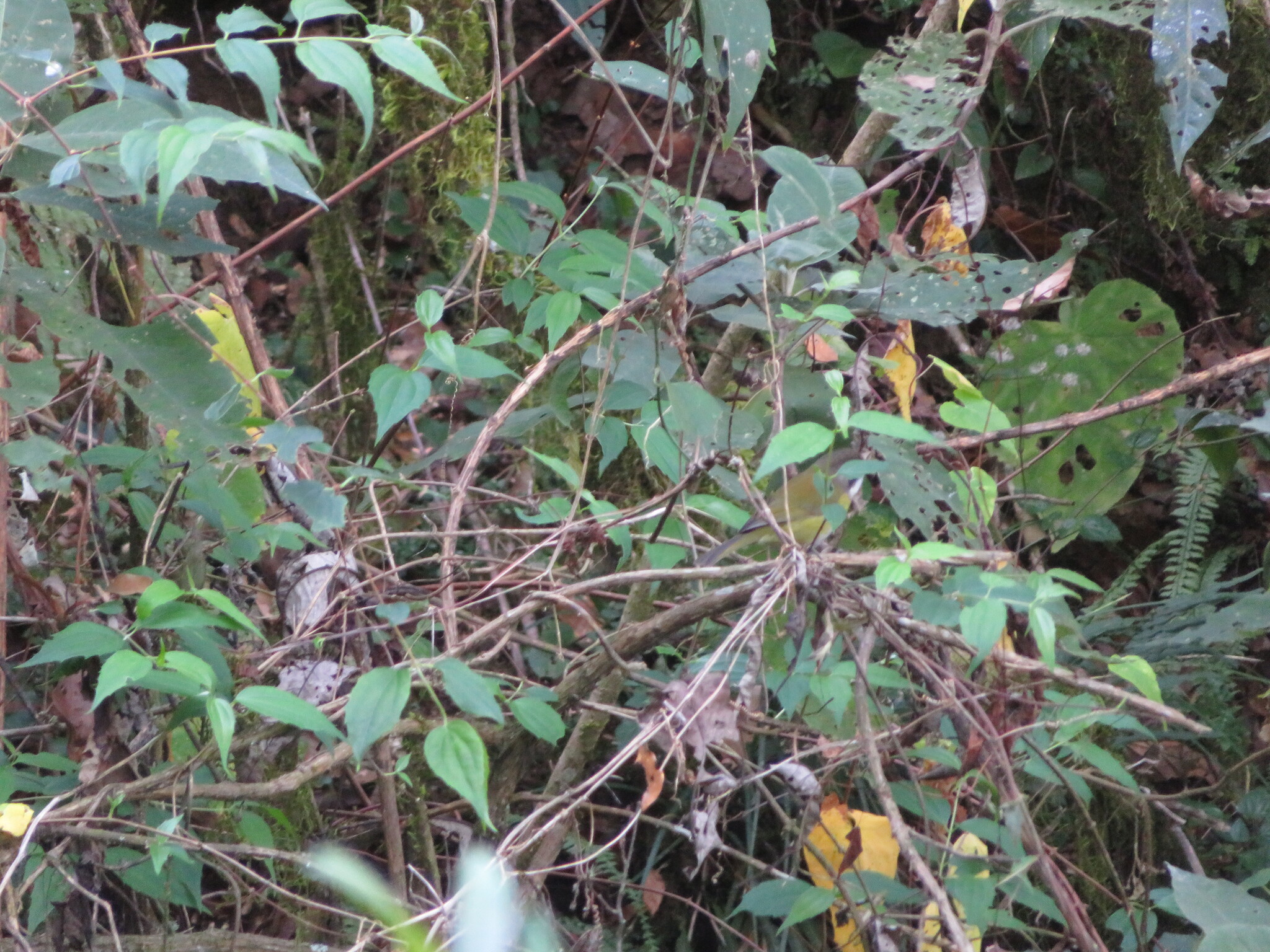 Common Chlorospingus (Chlorospingus flavopectus), photo 5