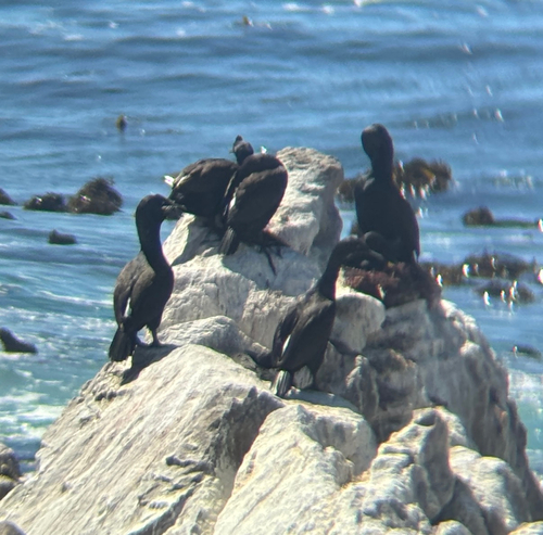 iNaturalist image