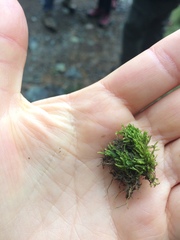 Claopodium whippleanum