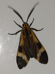 Dycladia