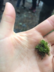 Claopodium whippleanum