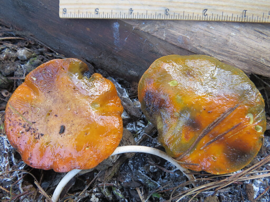 Suillus pungens · January 2026 · photo: © garth_harwood (iNaturalist, cc-by)