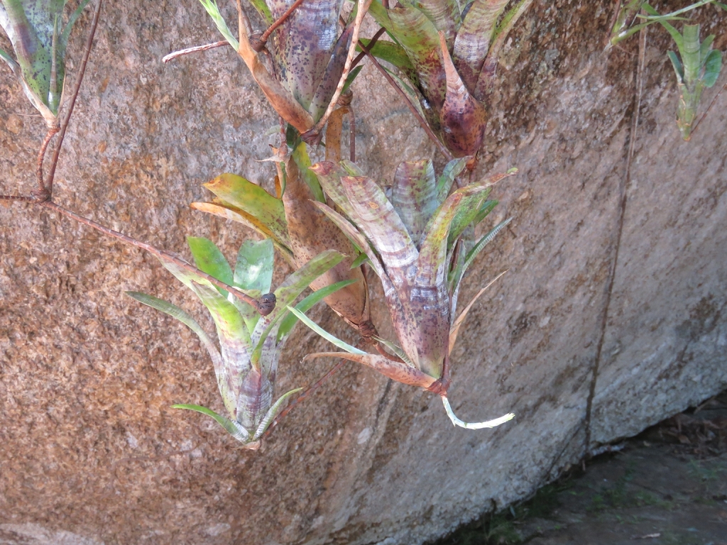 Neoregelia pauciflora; photograph (c) Pablo Cauã da Silva Toledo, some rights reserved (CC BY)
