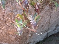 Neoregelia pauciflora