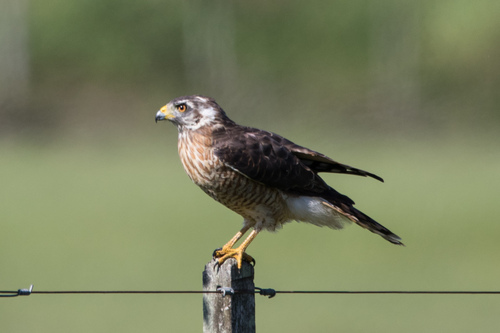 Roadside Hawk (Rupornis magnirostris), photo 8