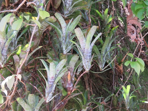 Neoregelia pauciflora, photograph 1