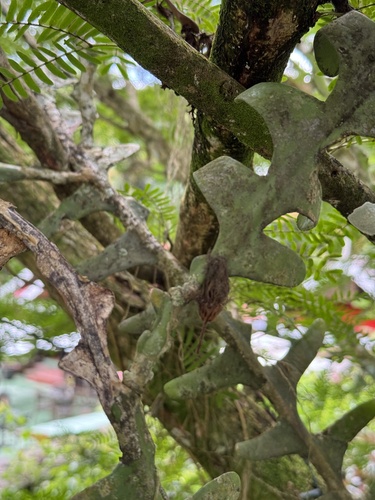 Selenicereus anthonyanus